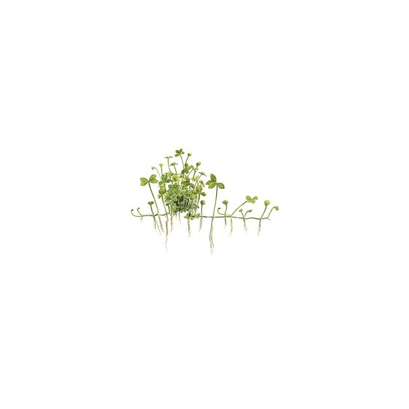 Tropica Marsilea hirsuta 1-2 Grow!