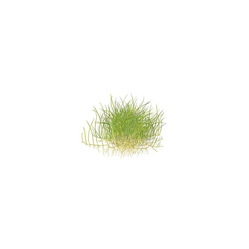 Tropica Eleocharis pusilla 1-2 Grow!