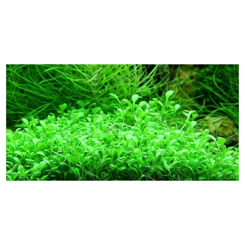 Tropica Glossostigma elatinoides 1-2 Grow!