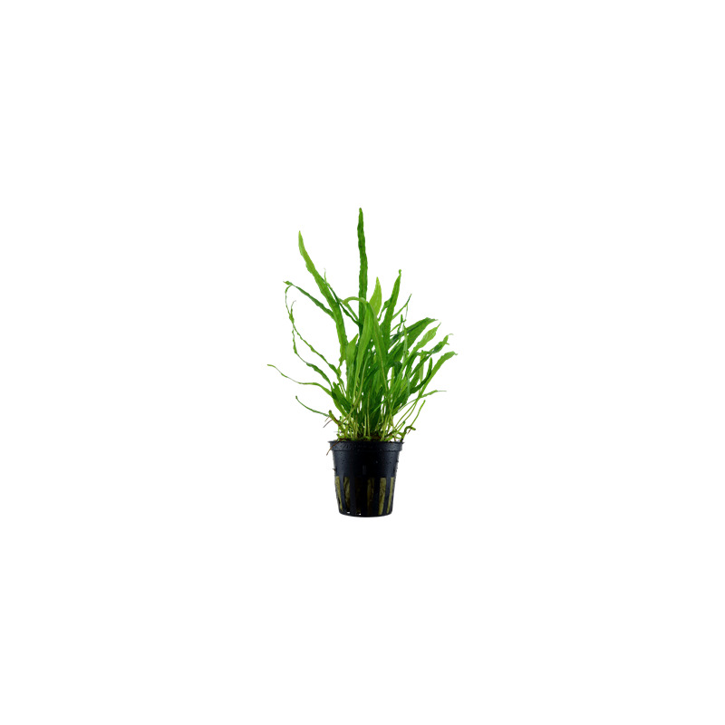 Microsorum pteropus 'Narrow' v blistru