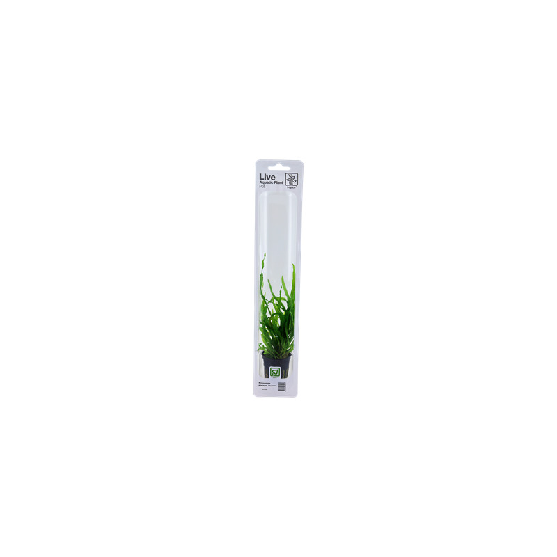 Microsorum pteropus 'Narrow' v blistru