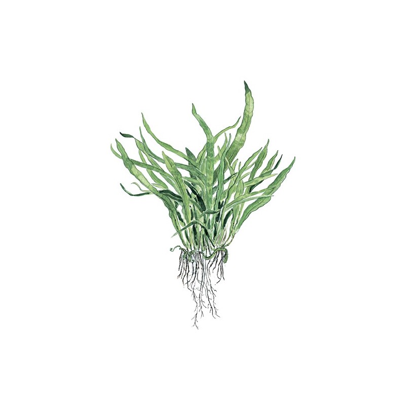 Microsorum pteropus 'Narrow' v blistru
