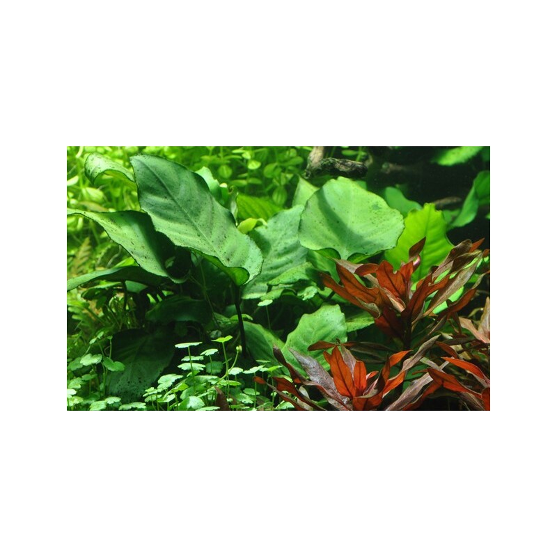 Anubias barteri caladiifolia v blistru