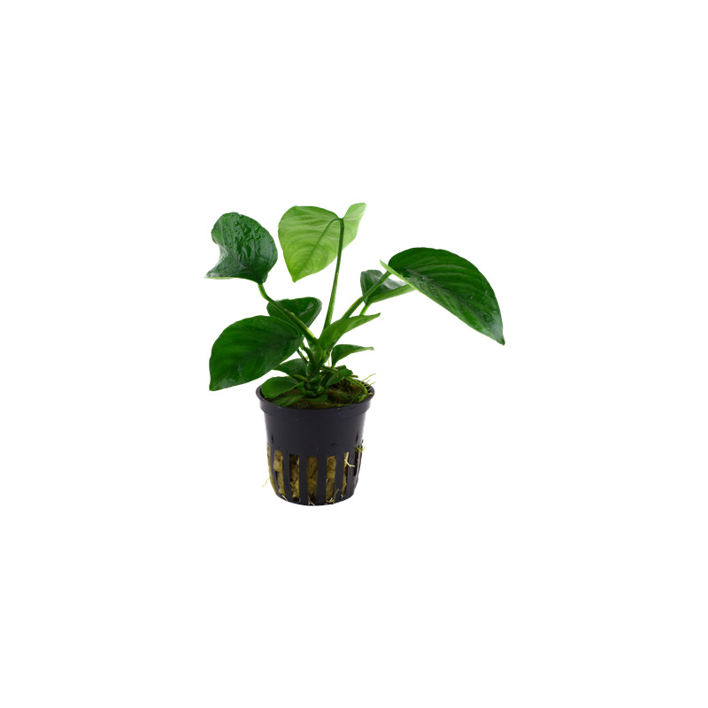 Anubias barteri caladiifolia v blistru