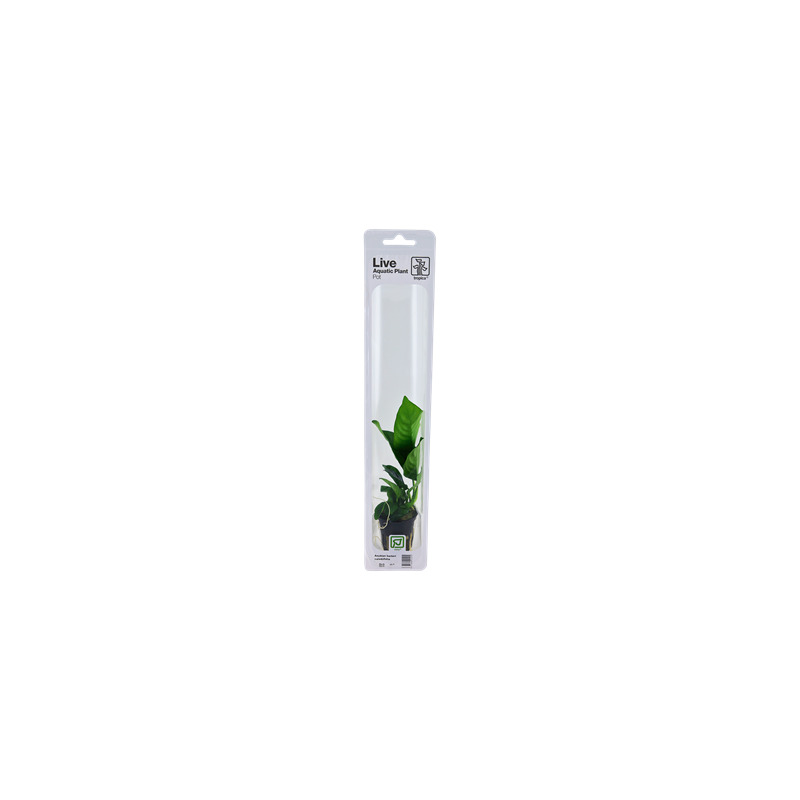 Anubias barteri caladiifolia v blistru