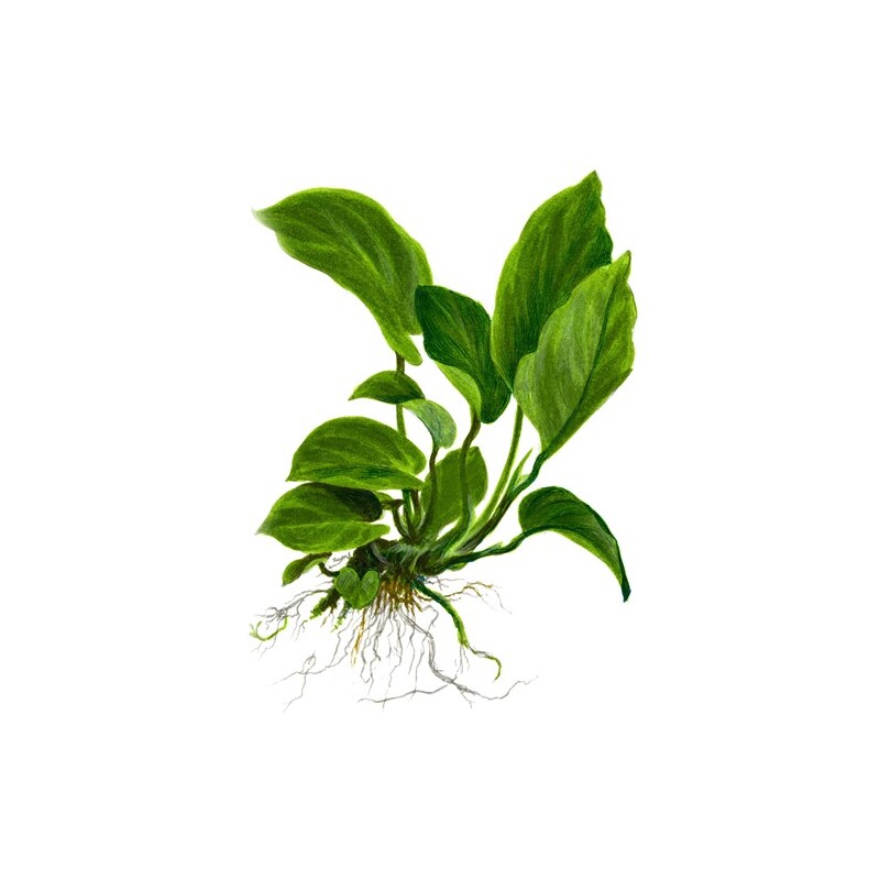 Anubias barteri caladiifolia v blistru