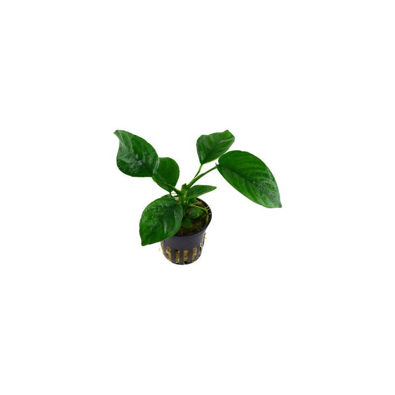 Anubias barteri caladiifolia v blistru