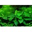 Anubias barteri var. nana v blistru
