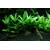 Hygrophila 'Siamensis 53B' v blistru