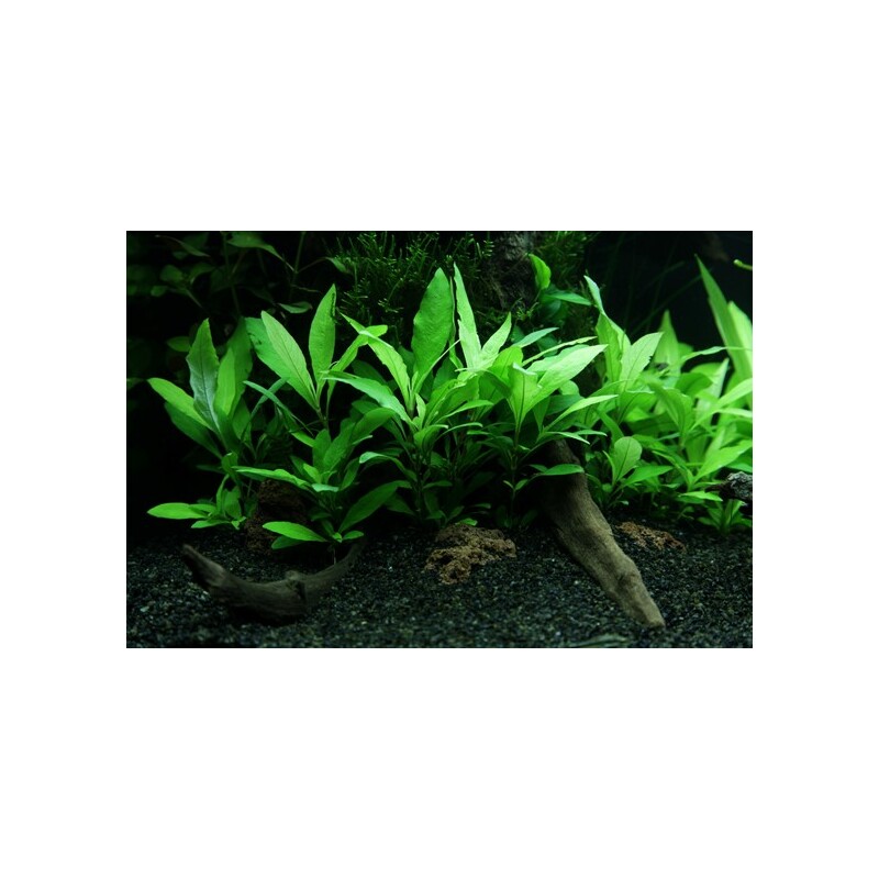 Hygrophila 'Siamensis 53B' v blistru
