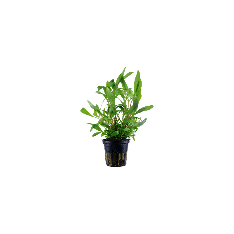 Hygrophila 'Siamensis 53B' v blistru