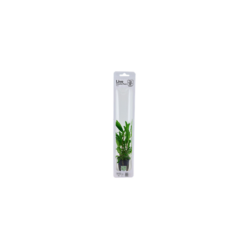 Hygrophila 'Siamensis 53B' v blistru