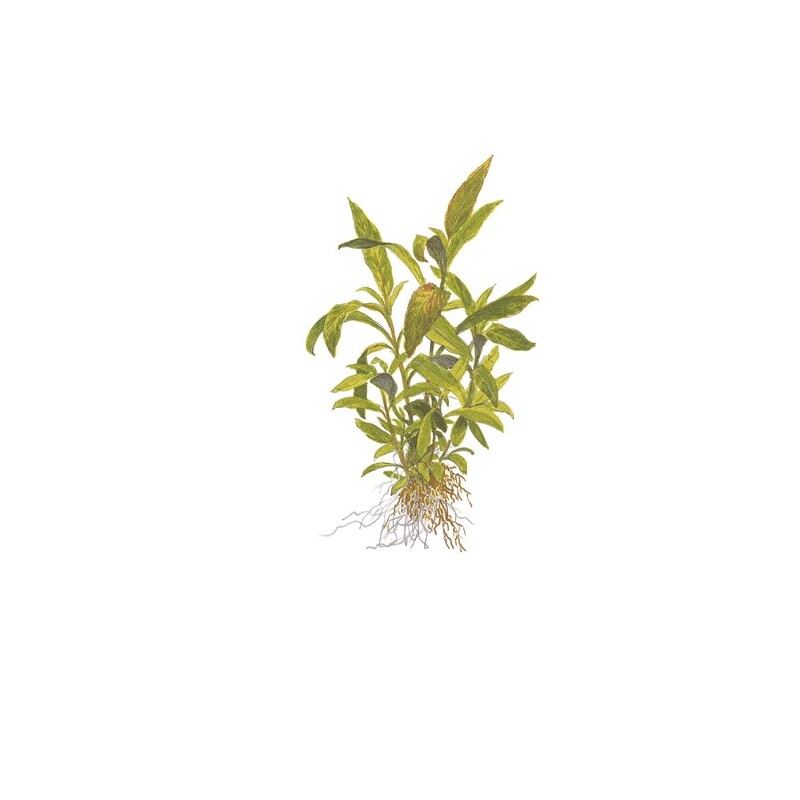 Hygrophila 'Siamensis 53B' v blistru