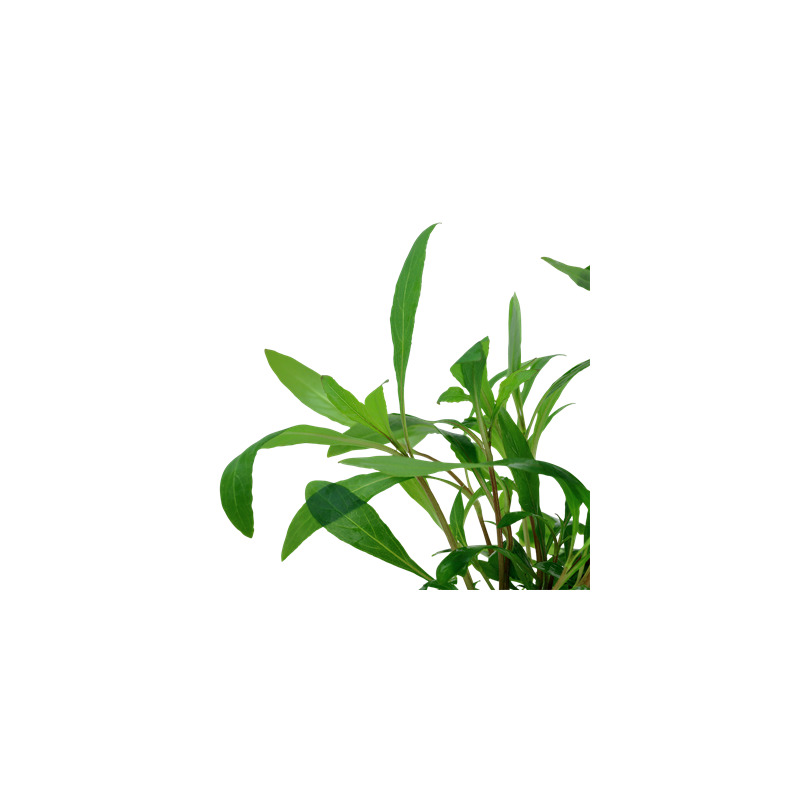 Hygrophila 'Siamensis 53B' v blistru