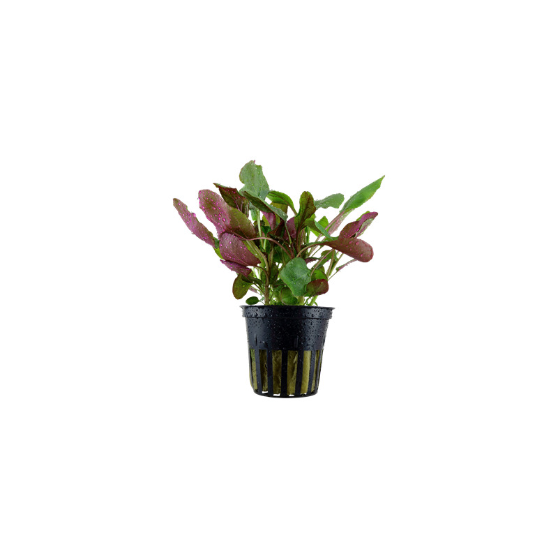 Lobelia cardinalis v blistru