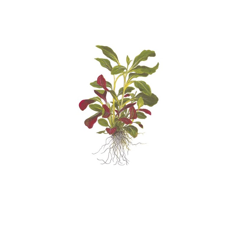 Lobelia cardinalis v blistru