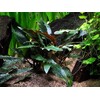 Cryptocoryne beckettii 'Petchii' v blistru
