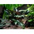 Cryptocoryne beckettii 'Petchii' v blistru