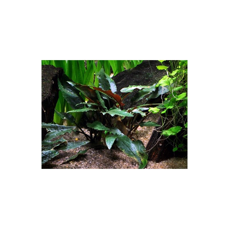 Cryptocoryne beckettii 'Petchii' v blistru