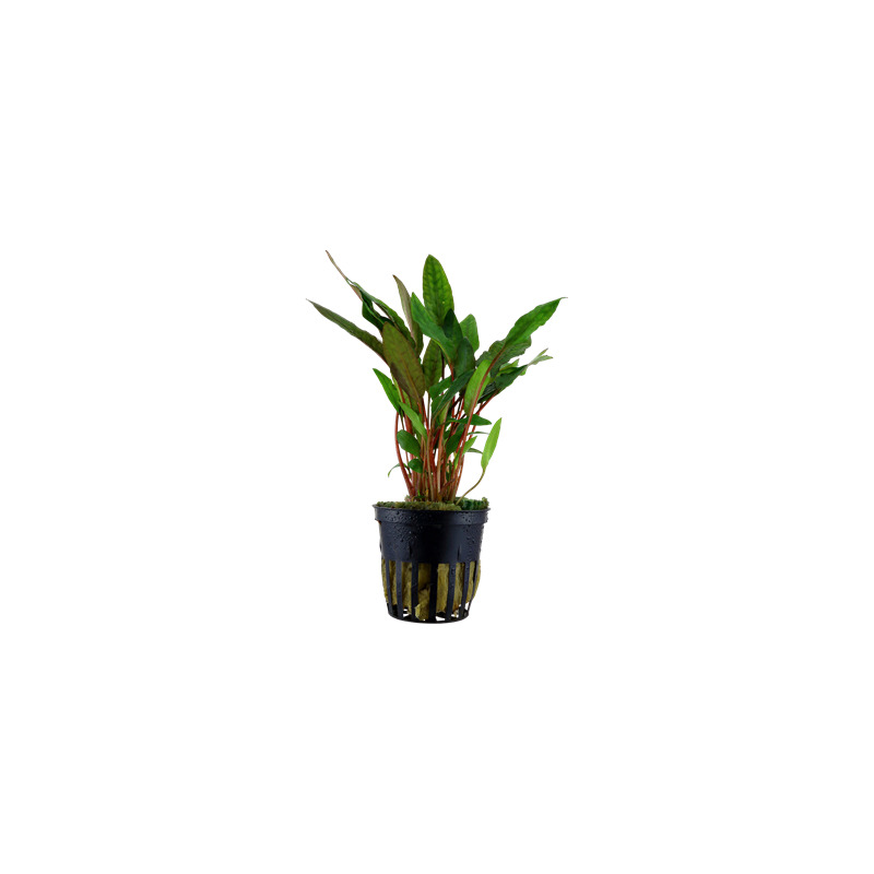 Cryptocoryne beckettii 'Petchii' v blistru