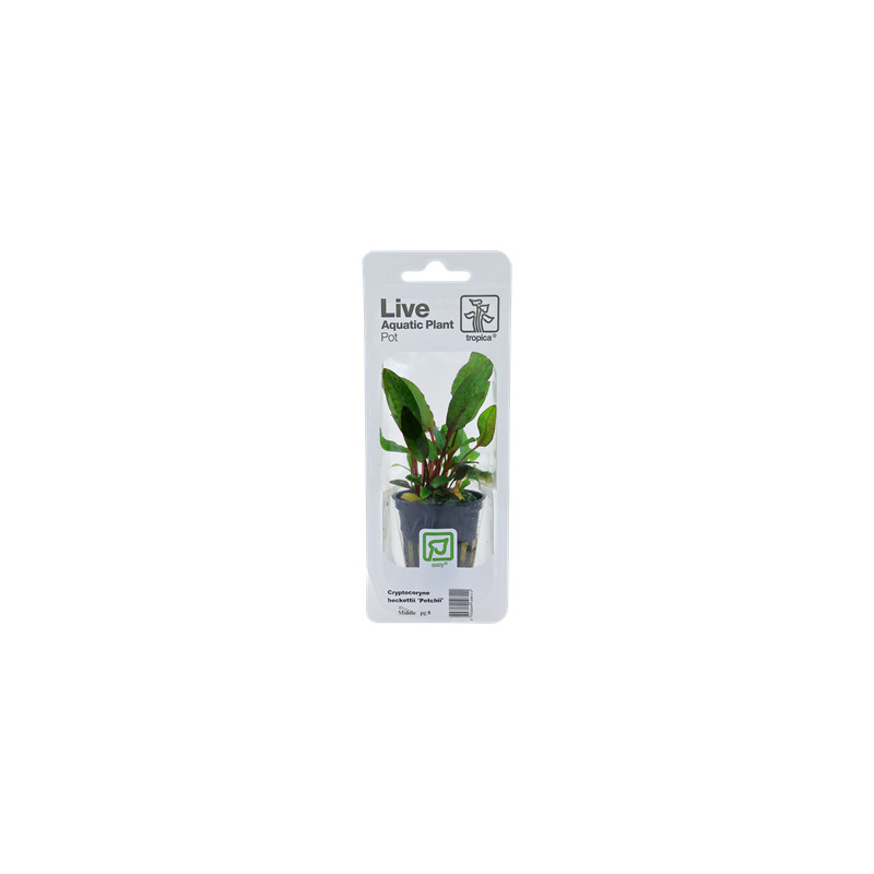 Cryptocoryne beckettii 'Petchii' v blistru