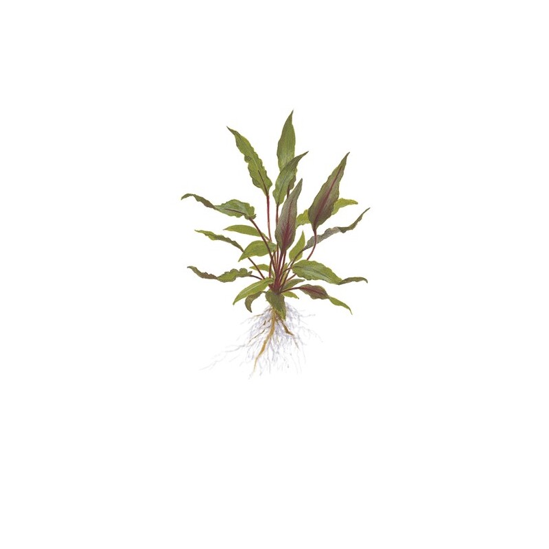 Cryptocoryne beckettii 'Petchii' v blistru
