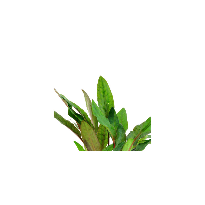 Cryptocoryne beckettii 'Petchii' v blistru