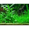 Cryptocoryne x willisii v blistru