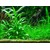 Cryptocoryne x willisii v blistru