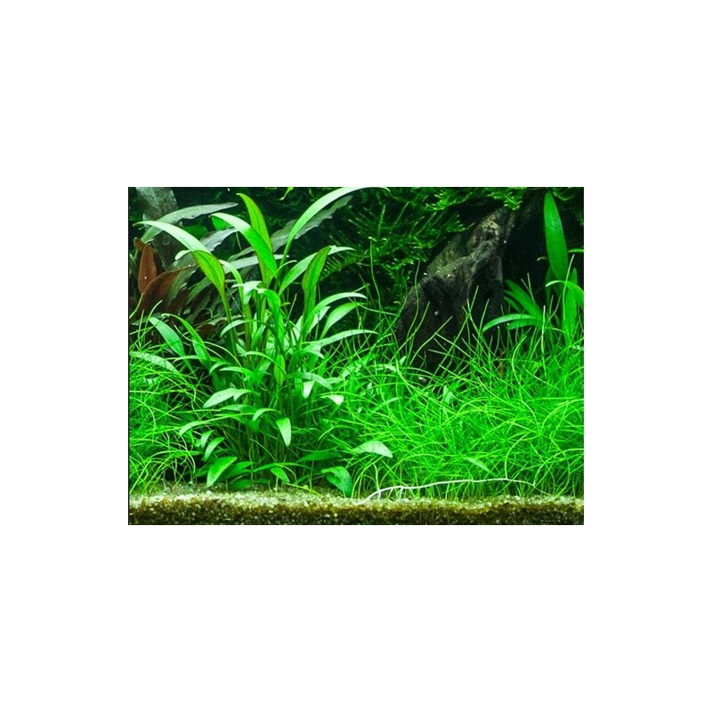 Cryptocoryne x willisii v blistru
