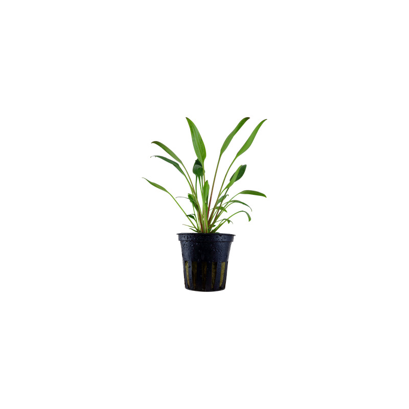 Cryptocoryne x willisii v blistru