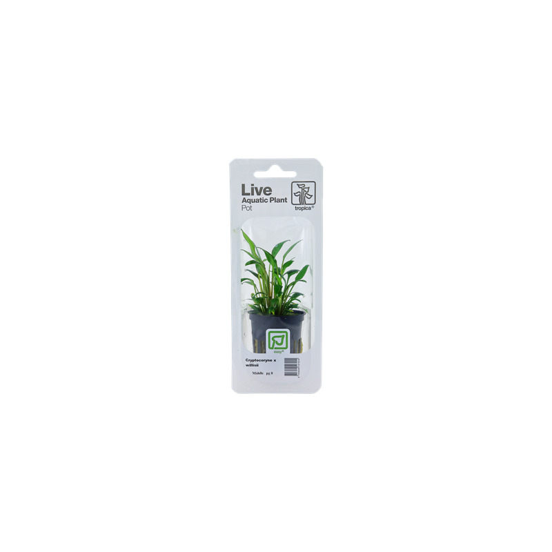 Cryptocoryne x willisii v blistru