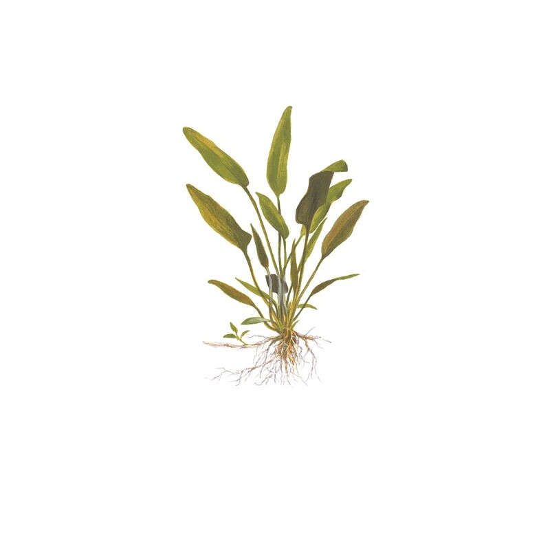 Cryptocoryne x willisii v blistru