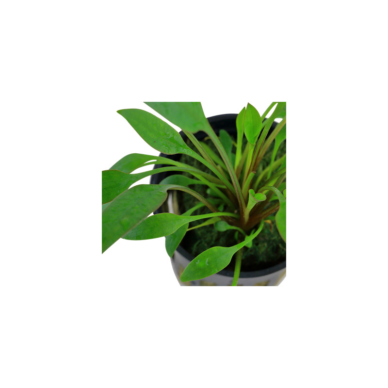 Cryptocoryne x willisii v blistru