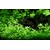 Bacopa 'Compact' v blistru