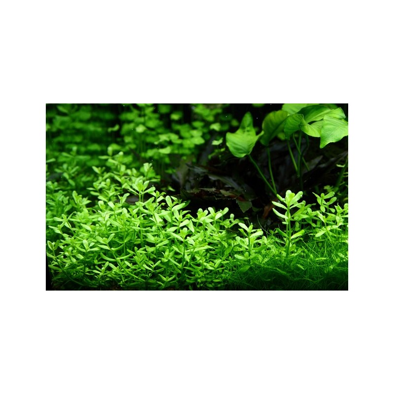 Bacopa 'Compact' v blistru