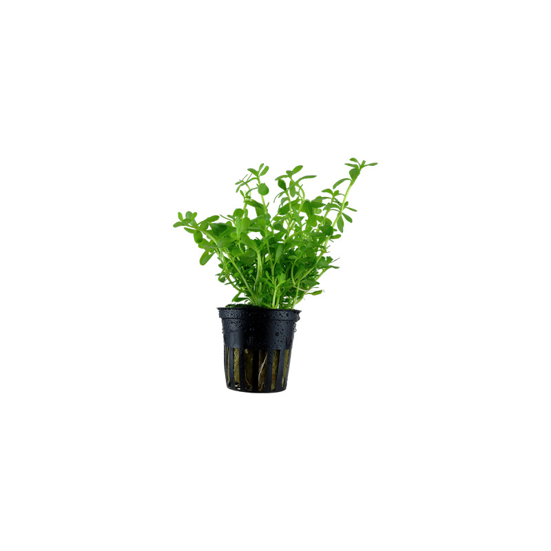 Bacopa 'Compact' v blistru