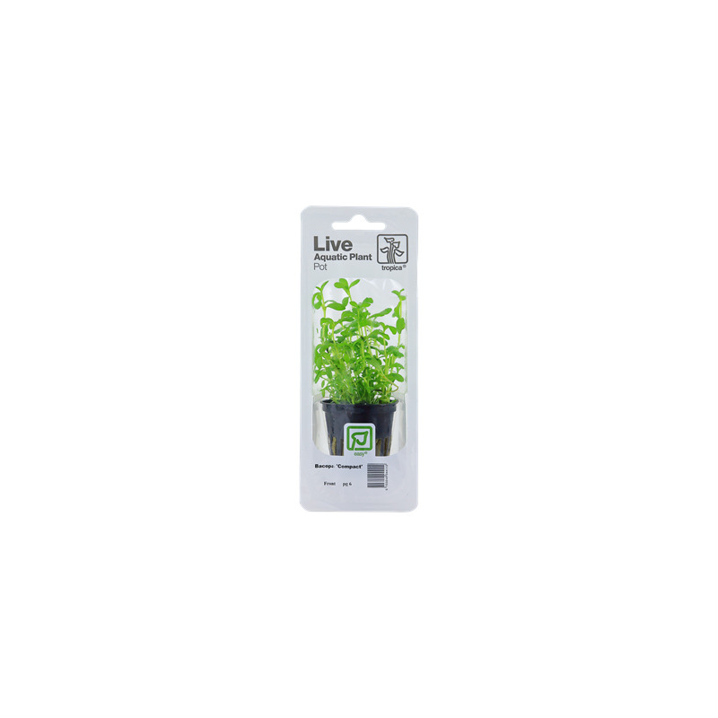 Bacopa 'Compact' v blistru
