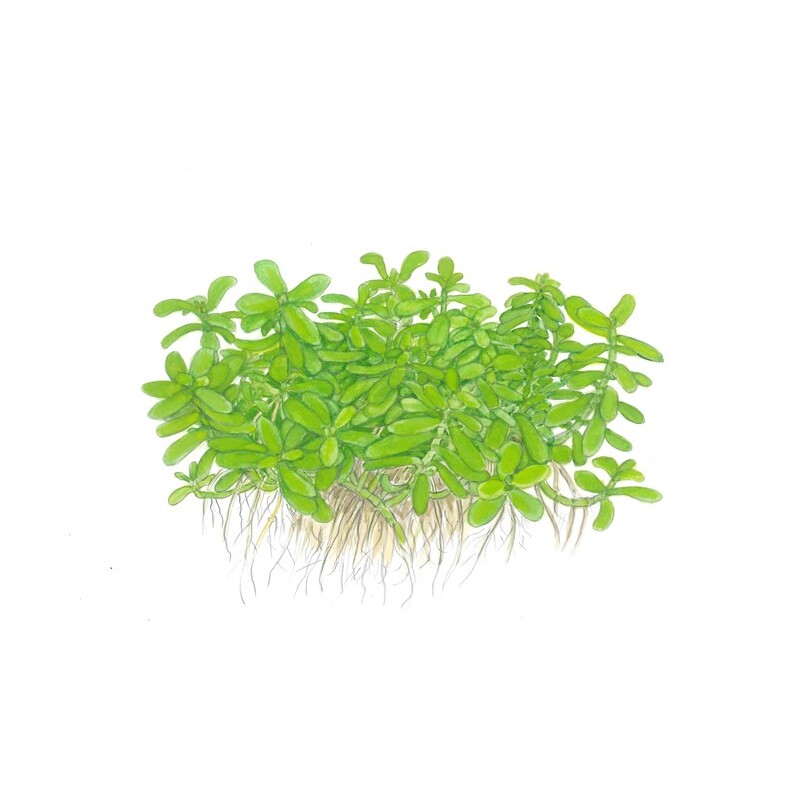 Bacopa 'Compact' v blistru