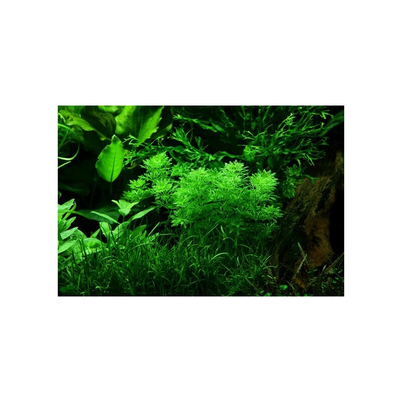 Limnophila sessiliflora v blistru