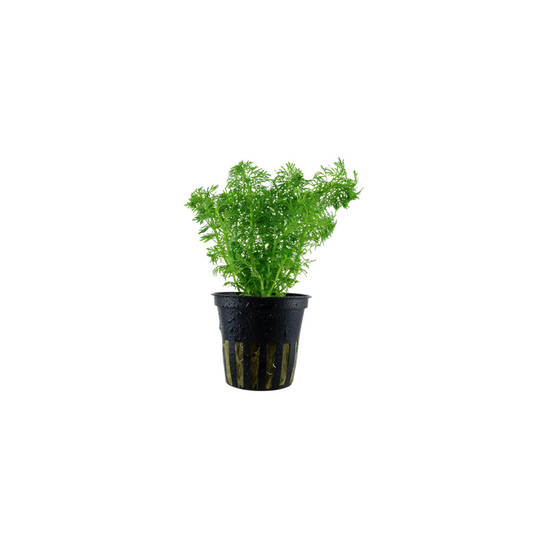 Limnophila sessiliflora v blistru