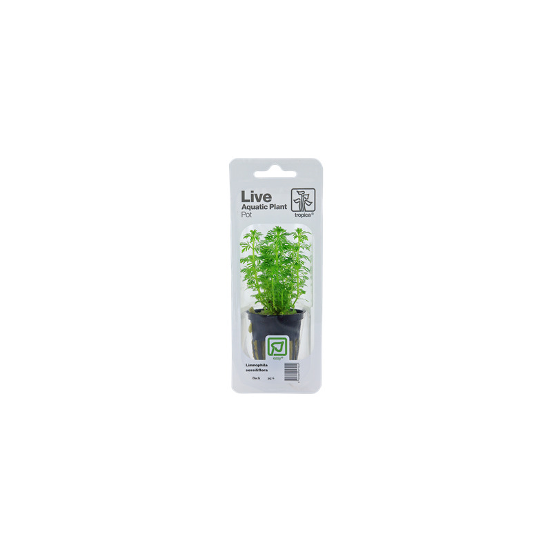 Limnophila sessiliflora v blistru