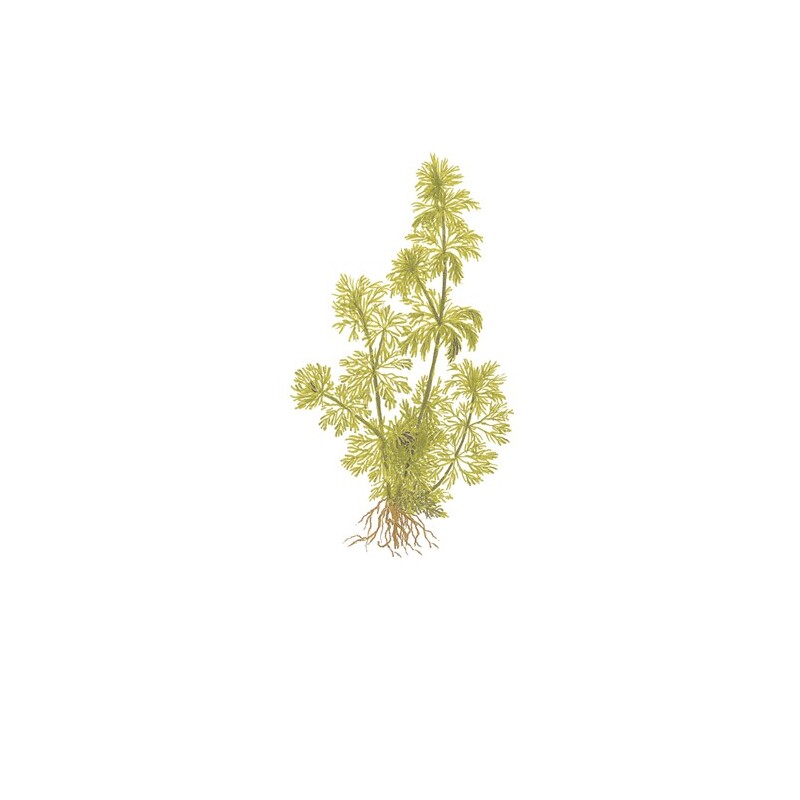 Limnophila sessiliflora v blistru