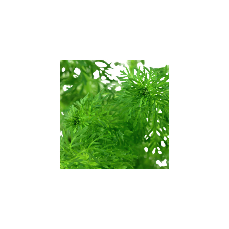 Limnophila sessiliflora v blistru