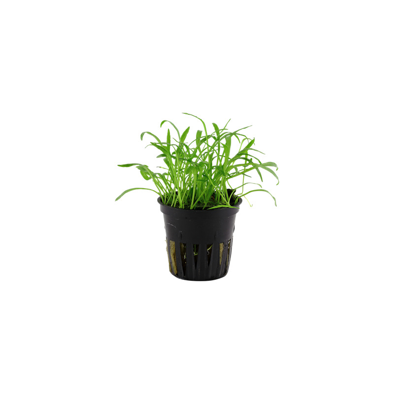 Lilaeopsis brasiliensis v blistru