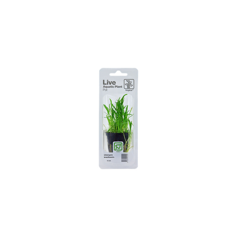 Lilaeopsis brasiliensis v blistru