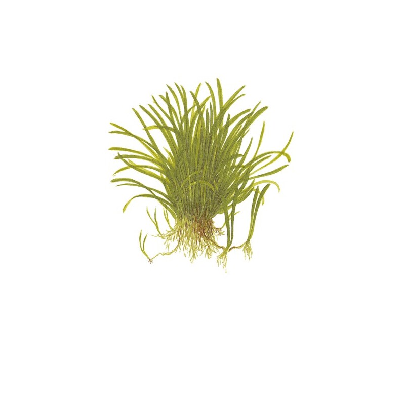 Lilaeopsis brasiliensis v blistru