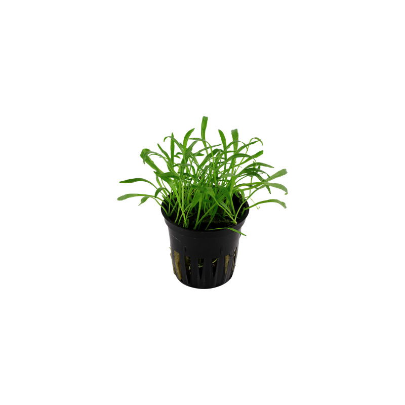 Lilaeopsis brasiliensis v blistru