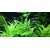 Tropica Helanthium 'Quadricostatus' 1-2-Grow!