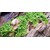Tropica Micranthemum Monte Carlo 1-2 Grow!